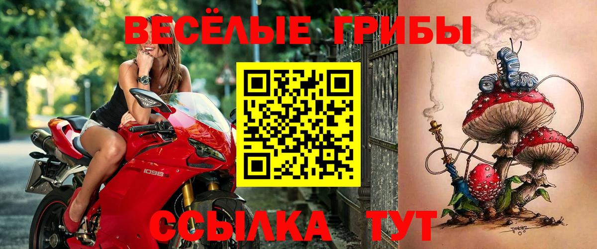 Можга  Галлюциногенные грибы Cubensis  Вход с VPN  Галлюциногенные грибы прущие грибы 